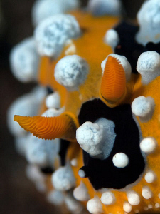 Phyllidia ocellata, Tulamben by Doug Anderson 